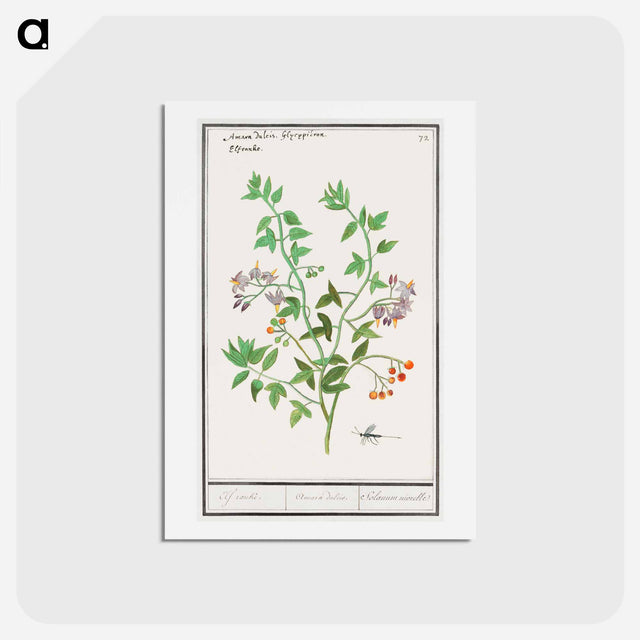 アートポストカード-Bittersweet, Solanum dulcamara - アンセルムス ボエティウス デ ブート Postcard.