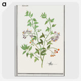 2-84_Anselmus-Boetius-de-Boodt_picture-crop