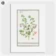 2-84_Anselmus-Boetius-de-Boodt_picture
