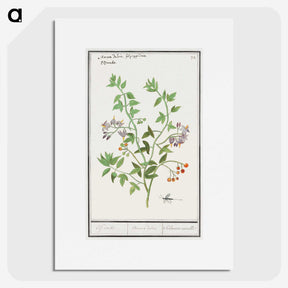 2-84_Anselmus-Boetius-de-Boodt_picture