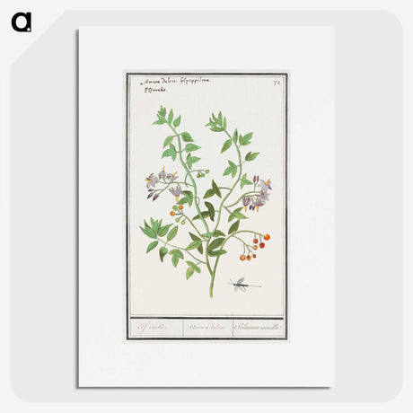 2-84_Anselmus-Boetius-de-Boodt_picture