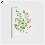 アートポストカード-Bittersweet, Solanum dulcamara - アンセルムス ボエティウス デ ブート Postcard.