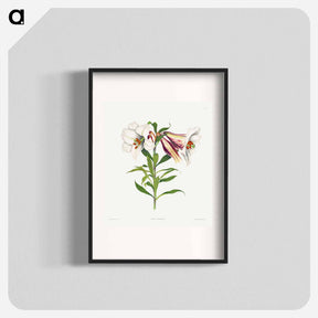 アートポスター-Japanese Lily
 - クリーブランド美術館 Poster.