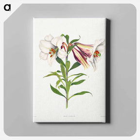 アートパネル-Japanese Lily
 - クリーブランド美術館 Canvas.