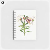 アートメモ帳-Japanese Lily
 - クリーブランド美術館 Memo.
