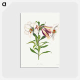 アートポストカード-Japanese Lily
 - クリーブランド美術館 Postcard.