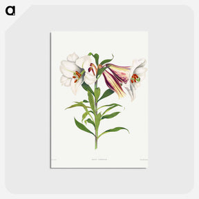 アートポストカード-Japanese Lily
 - クリーブランド美術館 Postcard.