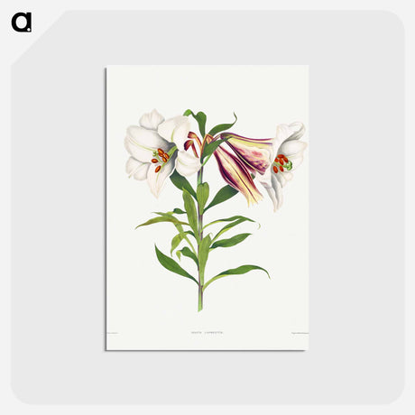 アートポストカード-Japanese Lily
 - クリーブランド美術館 Postcard.