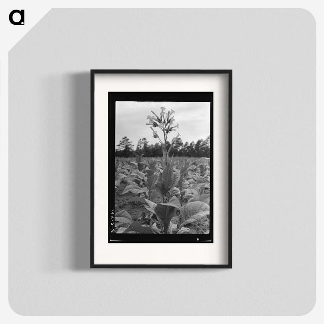 2-84_Dorothea-Lange_blk