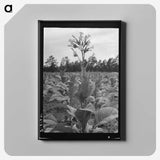 2-84_Dorothea-Lange_canvas