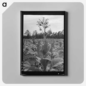2-84_Dorothea-Lange_canvas