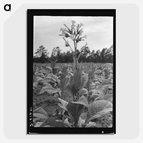 2-84_Dorothea-Lange_picture-crop