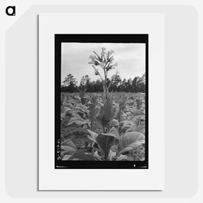 2-84_Dorothea-Lange_picture