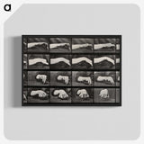 2-84_Eadweard-Muybridge_blk-crop