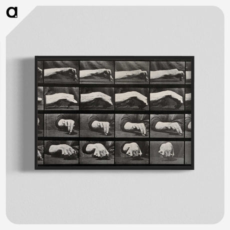 2-84_Eadweard-Muybridge_blk-crop