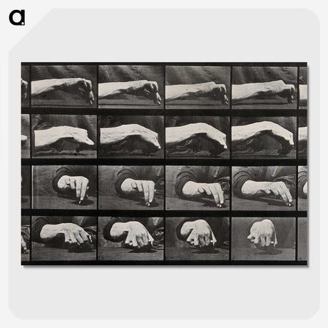 2-84_Eadweard-Muybridge_picture-crop