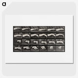 2-84_Eadweard-Muybridge_picture
