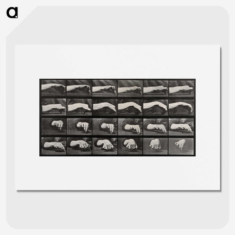 2-84_Eadweard-Muybridge_picture