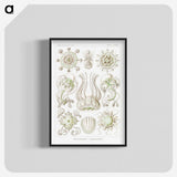 2-84_Ernst-Haeckel_blk-crop