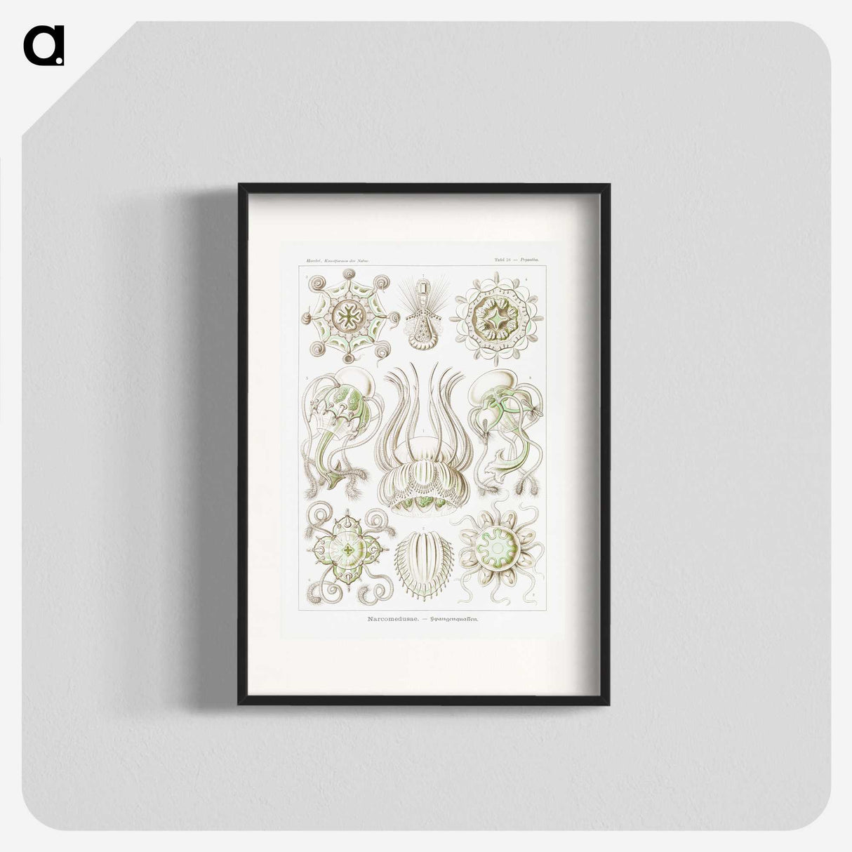 2-84_Ernst-Haeckel_blk