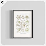 2-84_Ernst-Haeckel_blk