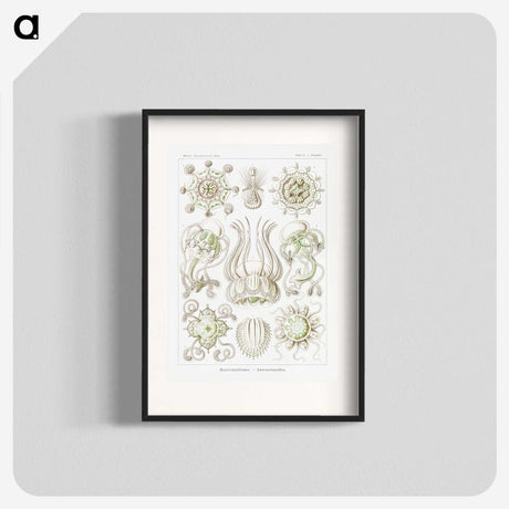 2-84_Ernst-Haeckel_blk