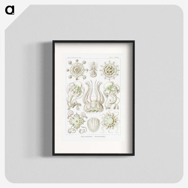 2-84_Ernst-Haeckel_blk