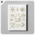 2-84_Ernst-Haeckel_canvas