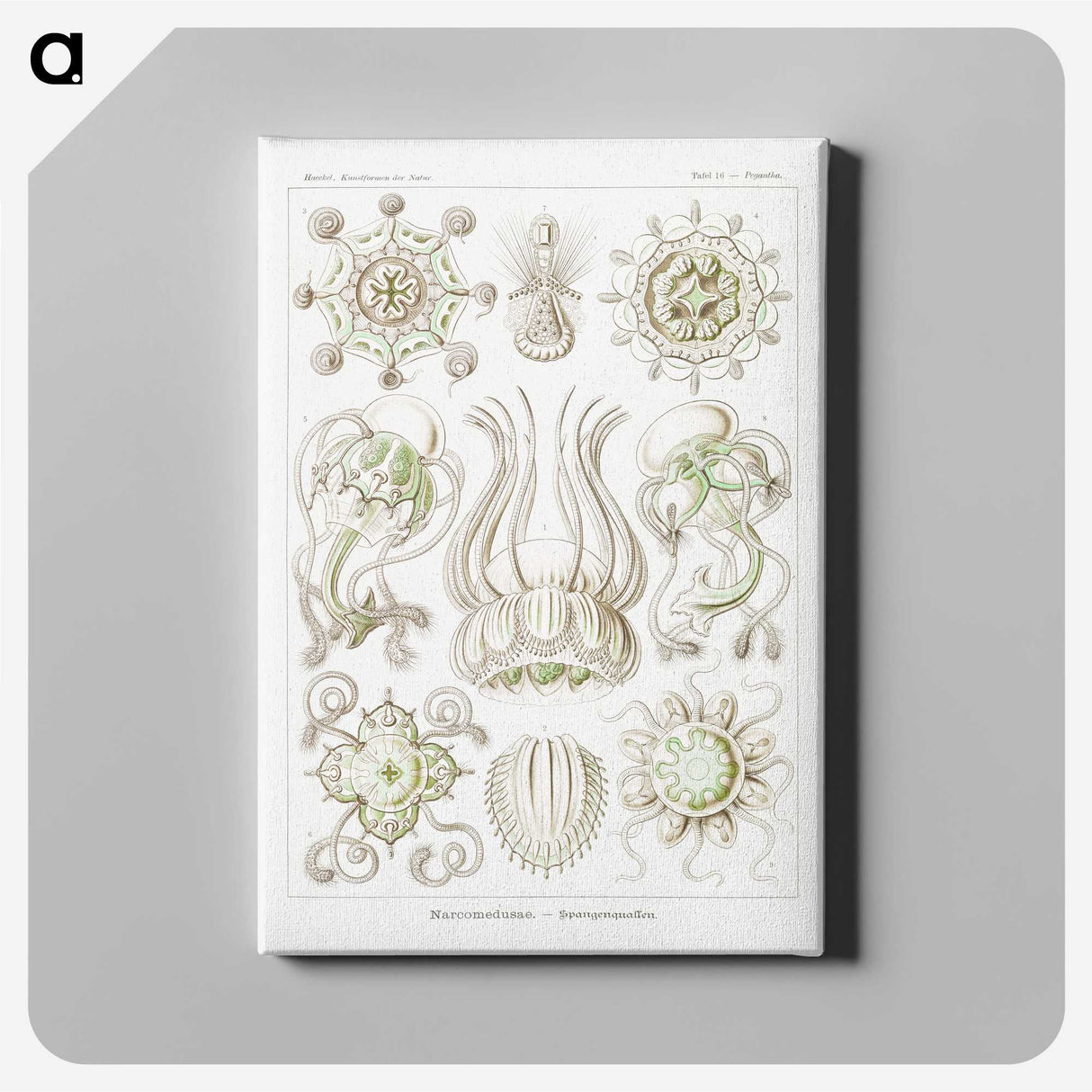 2-84_Ernst-Haeckel_canvas