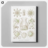 2-84_Ernst-Haeckel_canvas