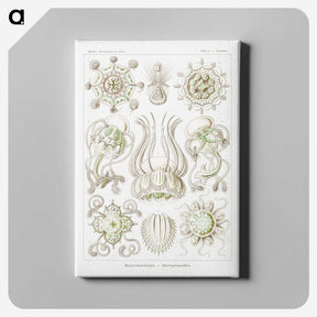 2-84_Ernst-Haeckel_canvas