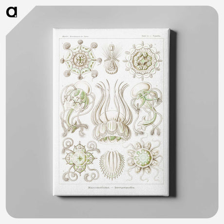 2-84_Ernst-Haeckel_canvas