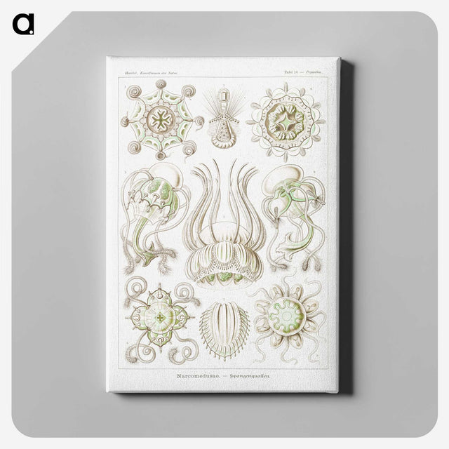 2-84_Ernst-Haeckel_canvas