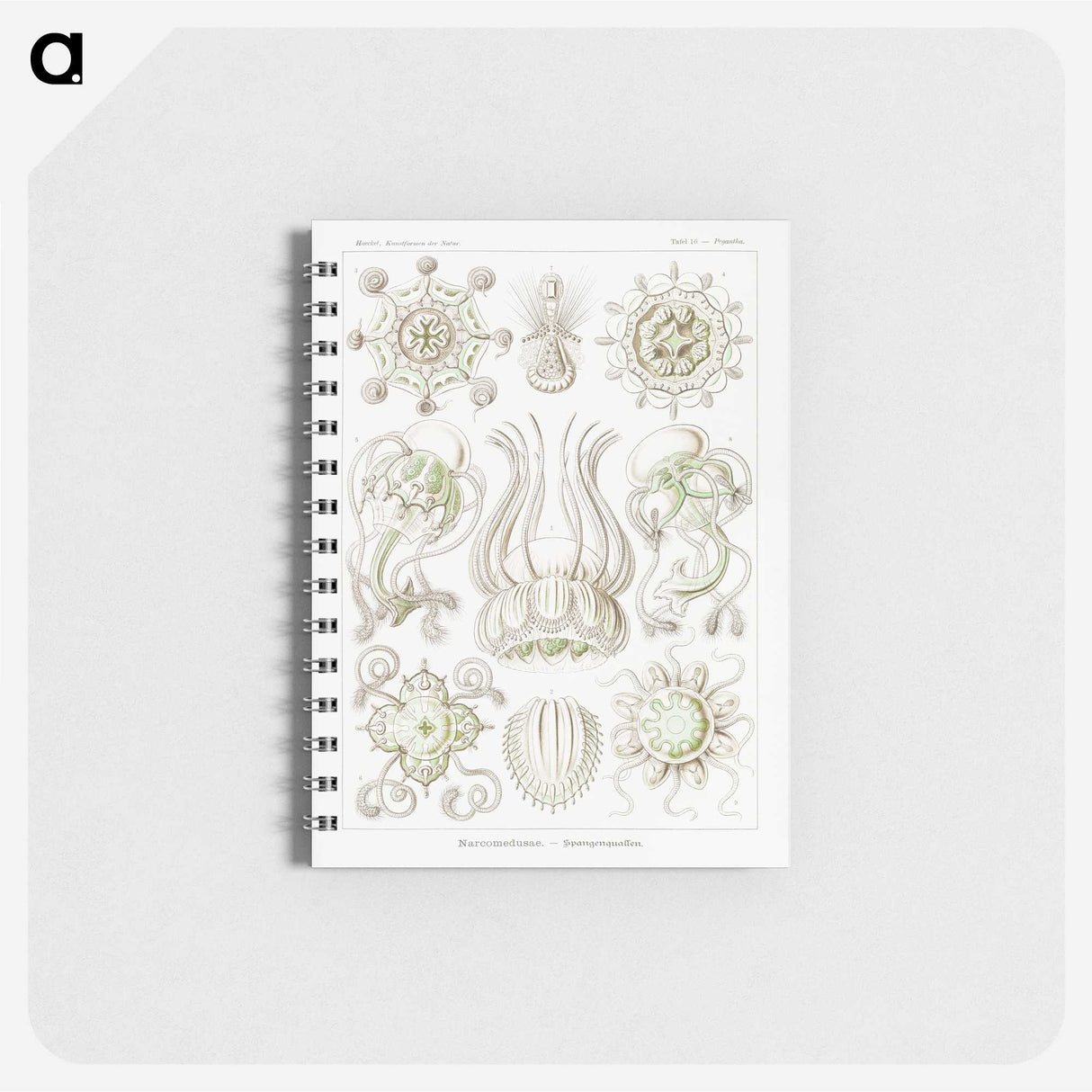 2-84_Ernst-Haeckel_memo