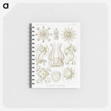 2-84_Ernst-Haeckel_memo