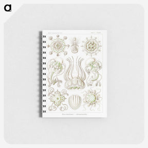 2-84_Ernst-Haeckel_memo