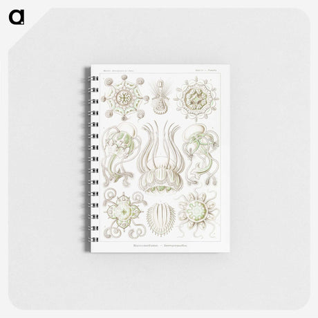 2-84_Ernst-Haeckel_memo