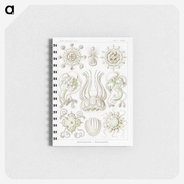 2-84_Ernst-Haeckel_memo