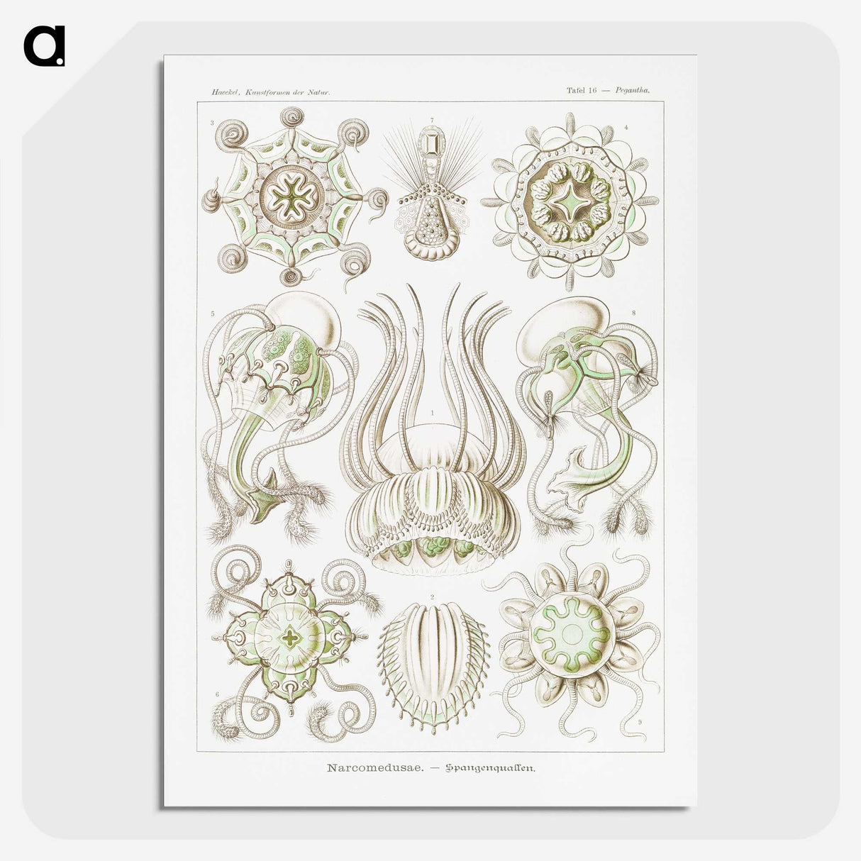 2-84_Ernst-Haeckel_picture-crop