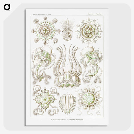 2-84_Ernst-Haeckel_picture-crop