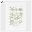 2-84_Ernst-Haeckel_picture