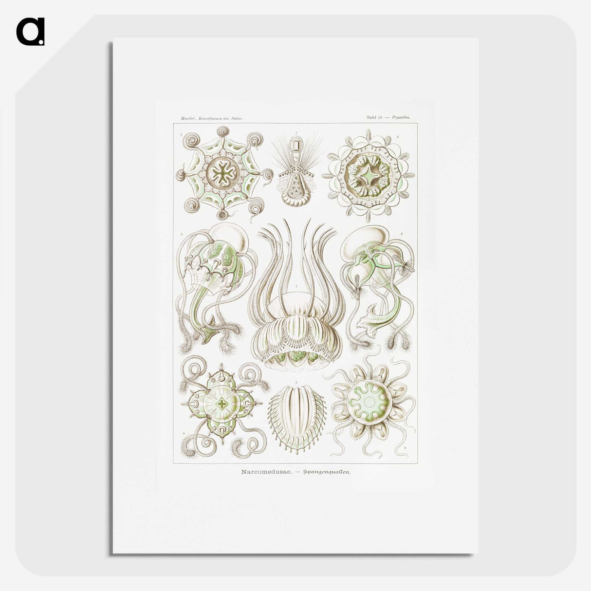 2-84_Ernst-Haeckel_picture