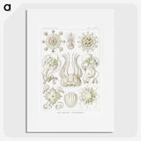 2-84_Ernst-Haeckel_picture