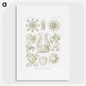 2-84_Ernst-Haeckel_picture