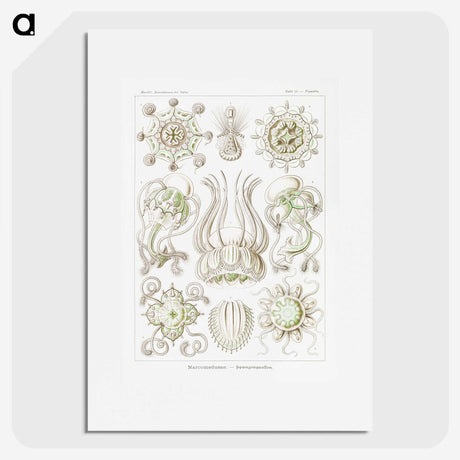 2-84_Ernst-Haeckel_picture