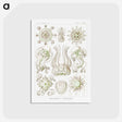 2-84_Ernst-Haeckel_postcard
