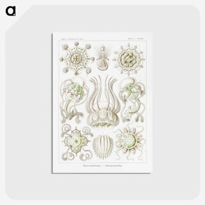 2-84_Ernst-Haeckel_postcard