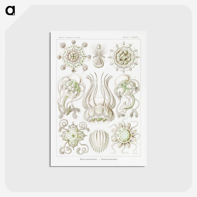 2-84_Ernst-Haeckel_postcard