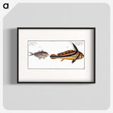 2-84_Ichtyologie-ou-Histoire-naturelle_blk