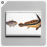 2-84_Ichtyologie-ou-Histoire-naturelle_canvas